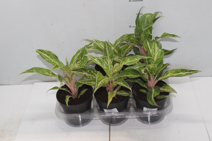 <h4>AGLAONEMA BUTTERFLY P12</h4>