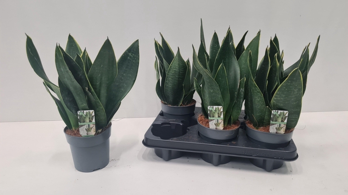 <h4>SANSEV TRIFASCIA OV</h4>