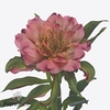 Alstroemeria si fashionista pink