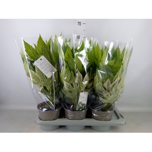 Fatsia japonica 'Variegata'
