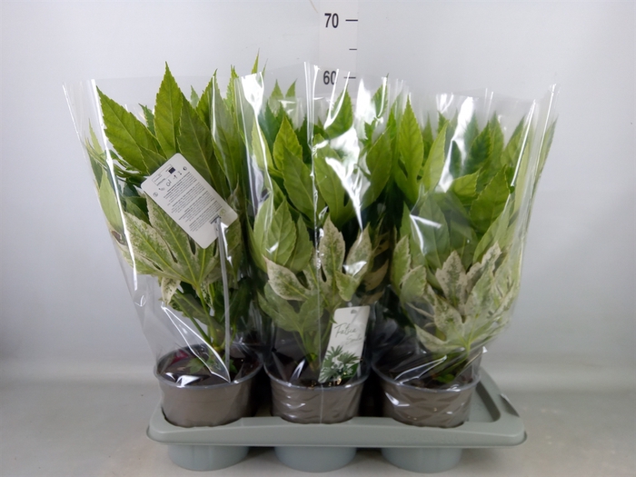 <h4>Fatsia japonica 'Variegata'</h4>