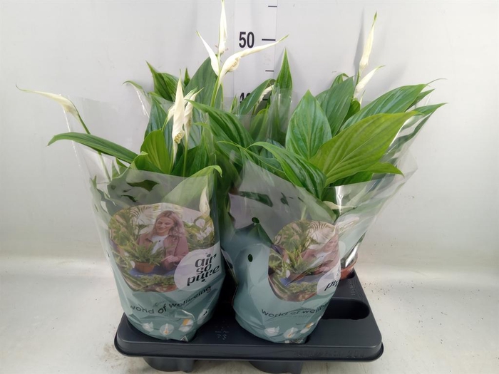 <h4>Spathiphyllum  'Pearl Cupido'</h4>