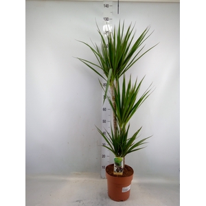 Dracaena marg.