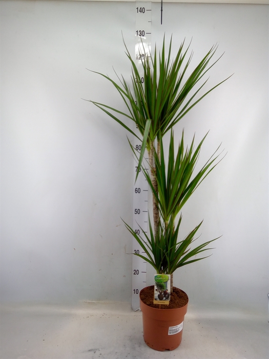 <h4>Dracaena marg.</h4>