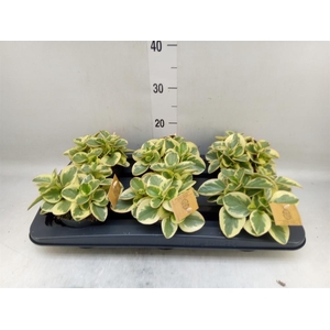 Peperomia obt. 'Obtipan Bicolor'