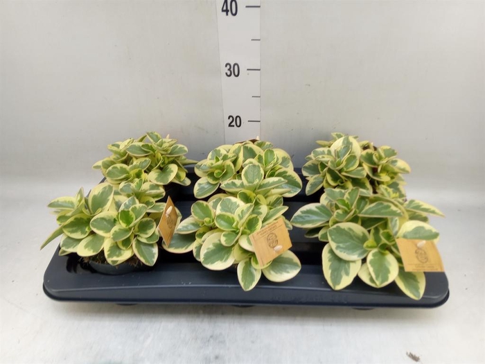 <h4>Peperomia obt. 'Obtipan Bicolor'</h4>