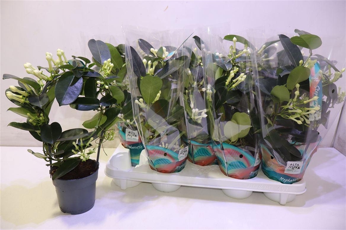 <h4>arr8 Steph Fl Ov</h4>