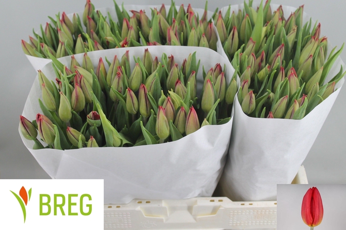 <h4>Tu En Strong Fire</h4>