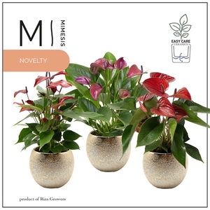 Mimesis Anthurium KARMA Intens Mix - 12cm Bubbly Gold