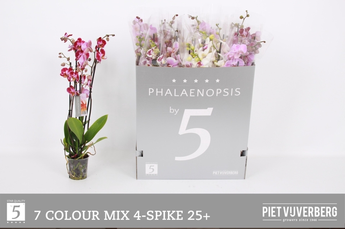 <h4>PHAL GEM 7 KL</h4>