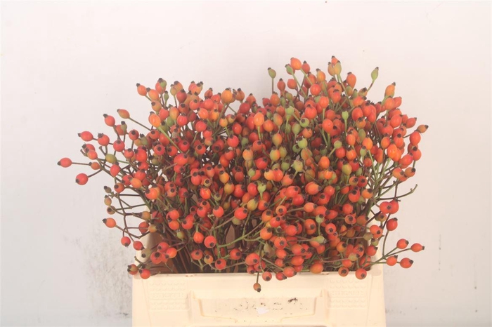 <h4>Rosa Mag Miracle</h4>