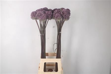 <h4>Allium Summer Drummer</h4>