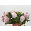 Protea Cynaroides