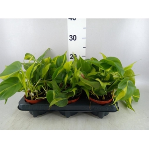Philodendron scand. 'Brasil'