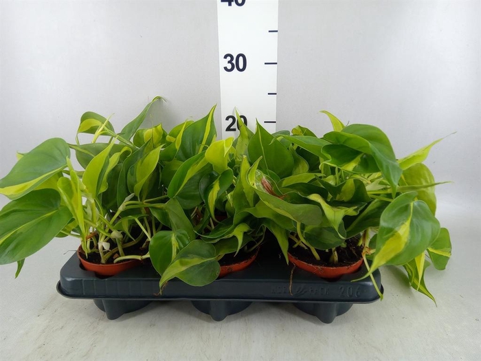 <h4>Philodendron scand. 'Brasil'</h4>