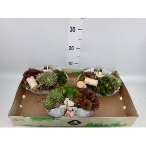 Arr.  Sempervivum L%