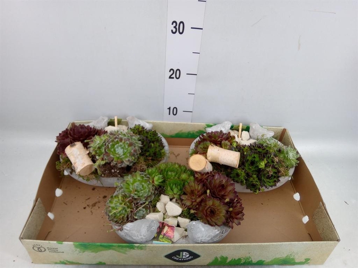 <h4>Arr.  Sempervivum L%</h4>