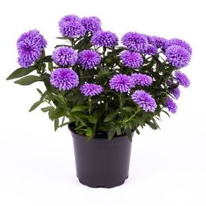 ASTER-HYBRID p11 blauw