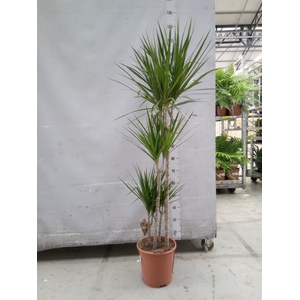 Dracaena marg.