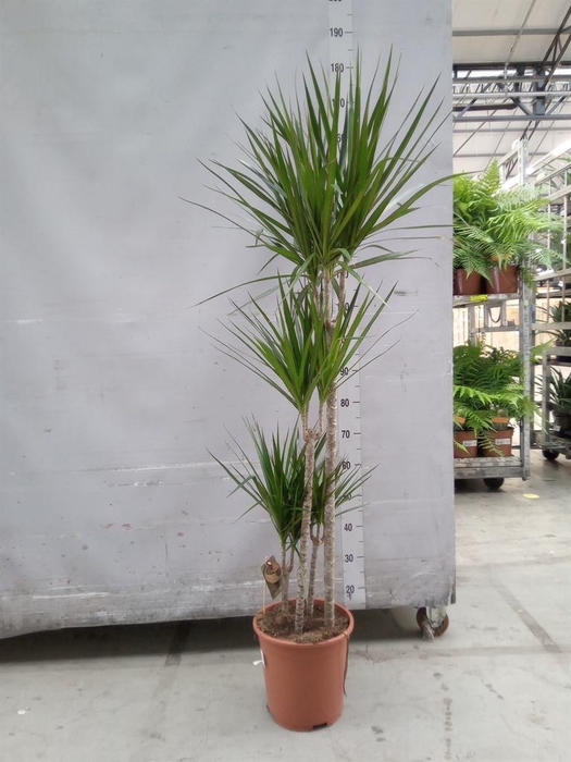 <h4>Dracaena marg.</h4>