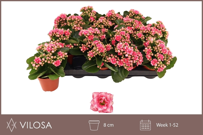 <h4>KAL GE WEAVER BICOL</h4>