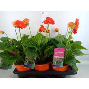Gerbera  'Garvinea Sweet Glow'