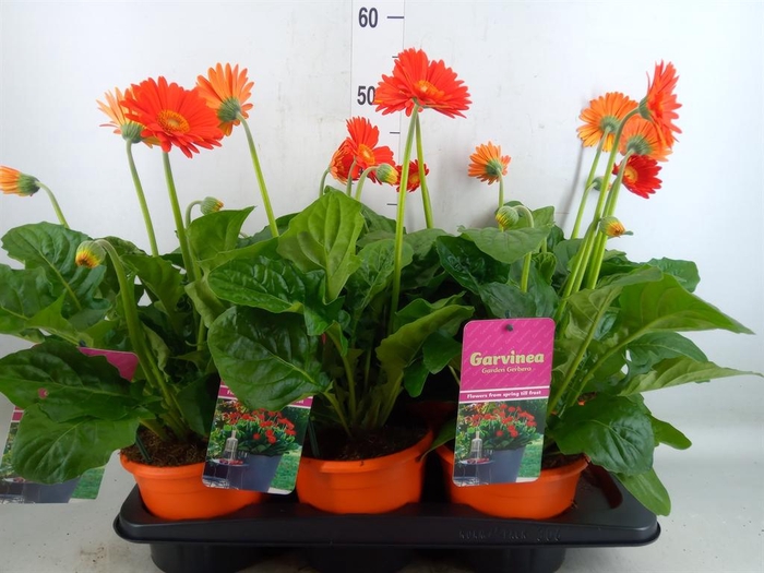 <h4>Gerbera  'Garvinea Sweet Glow'</h4>