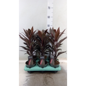 Cordyline fruti. 'Tango'