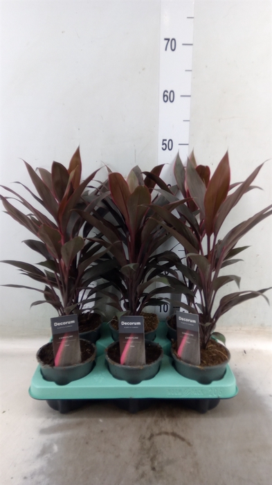 <h4>Cordyline fruti. 'Tango'</h4>
