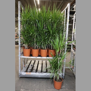 Dra Marginata