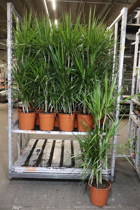 <h4>Dra Marginata</h4>