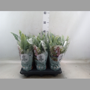 Phlebodium aureum 'Blue Star'
