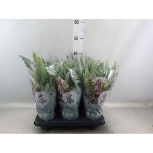 Phlebodium aureum 'Blue Star'