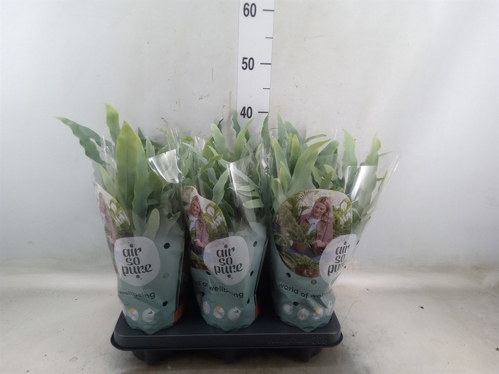 <h4>Phlebodium aureum 'Blue Star'</h4>