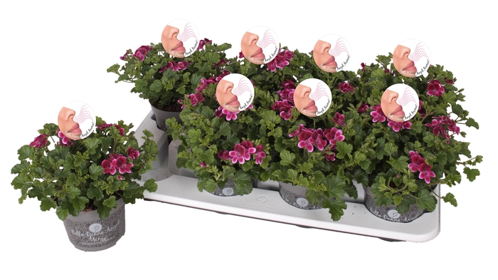 <h4>Pelg. Angel Aroma Jet 12cm</h4>