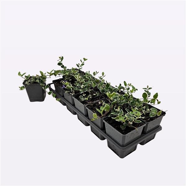 <h4>Vinca Minor 'Ralph Shugert'</h4>