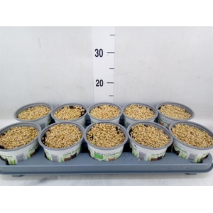 Hordeum sp.   ...kattegras zaai