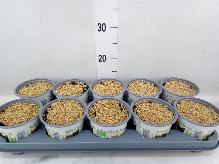 <h4>Hordeum sp.   ...kattegras zaai</h4>