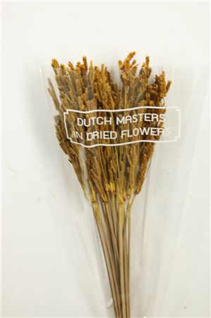 <h4>Dried Umbr. Sedge Big Leaf Yellow Bunch</h4>