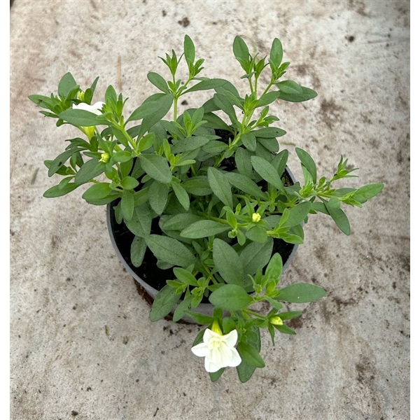 <h4>Calibrachoa Cabaret Compact White</h4>