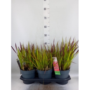Imperata cylindrica 'Red Baron'