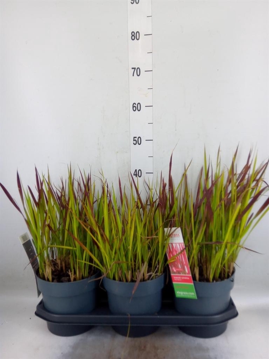 <h4>Imperata cylindrica 'Red Baron'</h4>