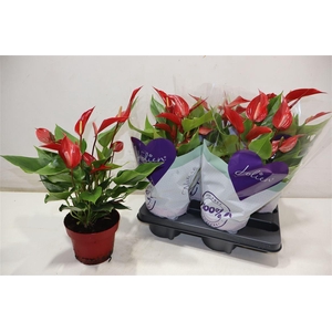 Anthu Banderola Roja