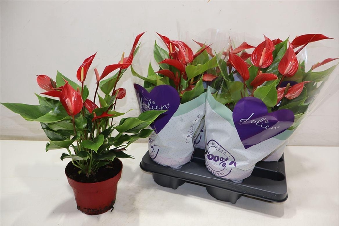 Anthu Banderola Roja