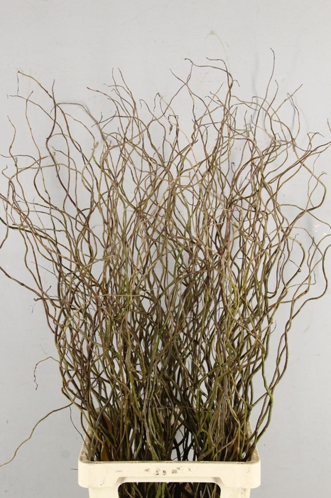 <h4>SALIX TORTUOSA</h4>