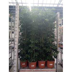 Schefflera arbor. 'Compacta'