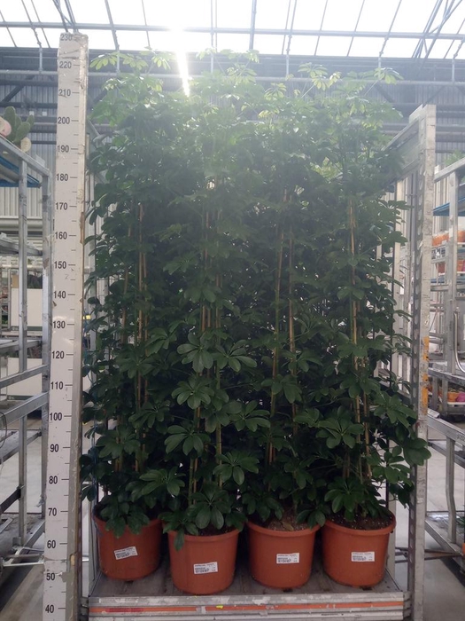 <h4>Schefflera arbor. 'Compacta'</h4>