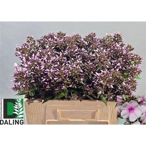 Phlox P Bri Eyes