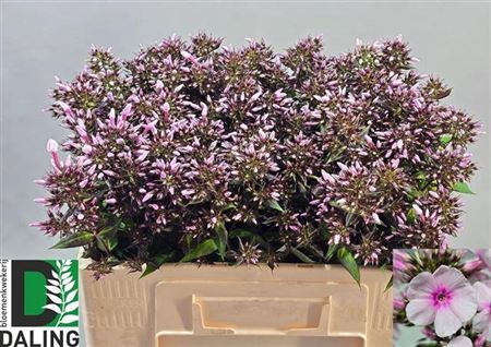 <h4>Phlox P Bri Eyes</h4>