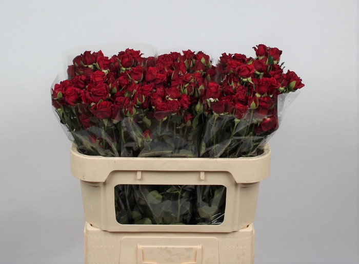 <h4>R TR MIRABEL</h4>